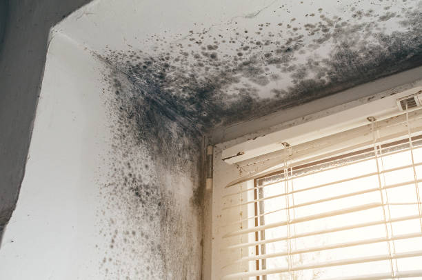 Affordable Bathroom Mold Removal solutions in Mackinaw City, MI
